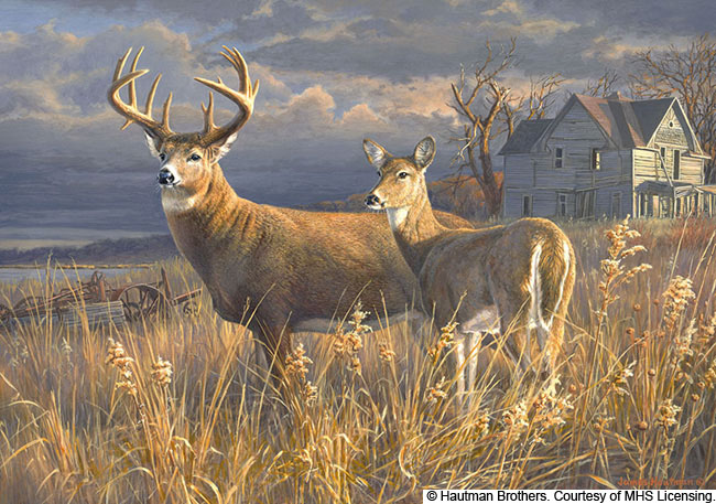 white tailed deer buck and doe