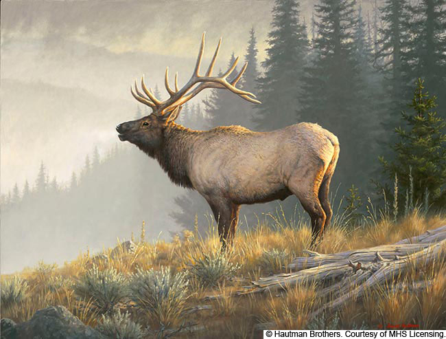 Wildlife art prints plus original paintings with a wide selection from ...