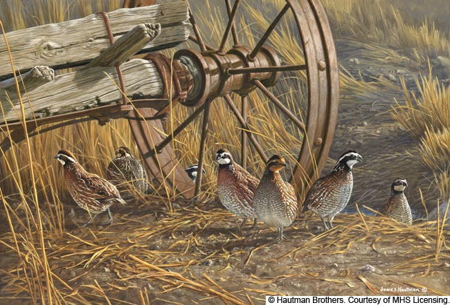 quail art print