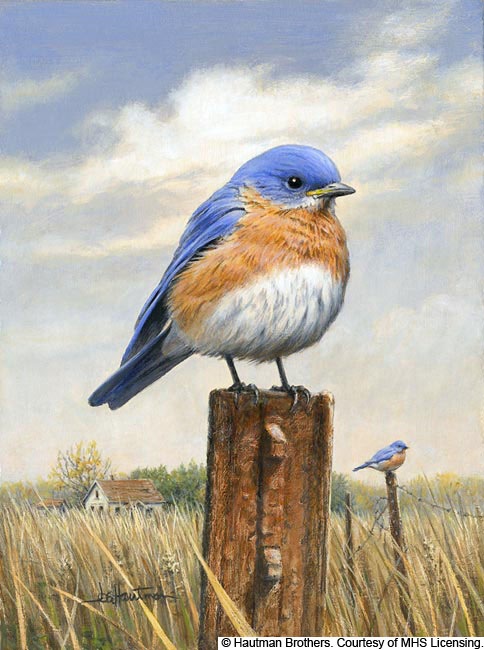 acrylic paintings birds