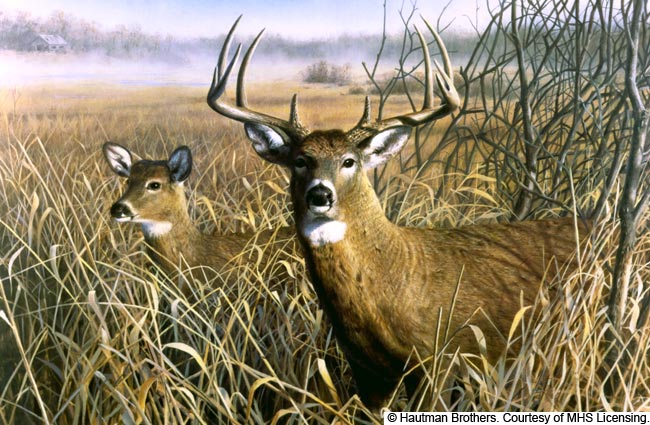 White-tailed Deer - Art Print