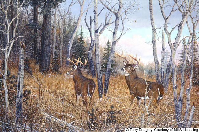 Wildlife art prints plus original paintings with a wide selection from ...