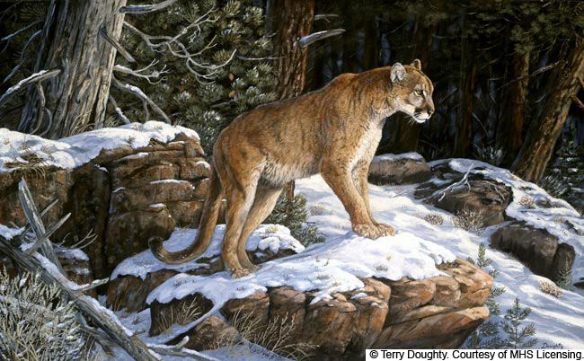 Wildlife art prints plus original paintings with a wide selection