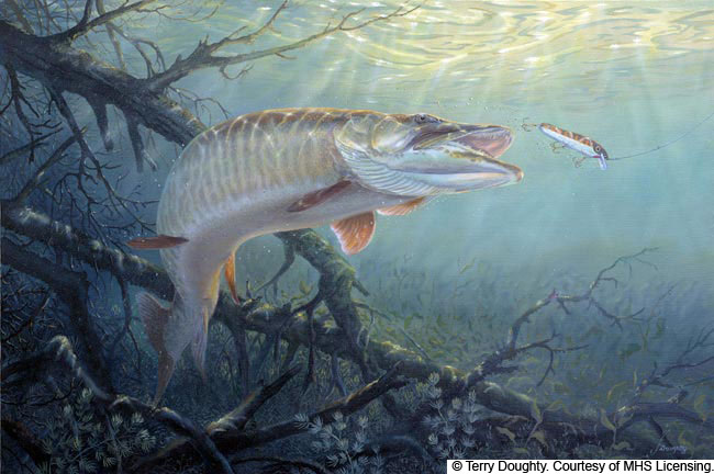 Muskie Paintings