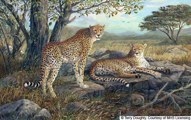 Wildlife art prints plus original paintings with a wide selection