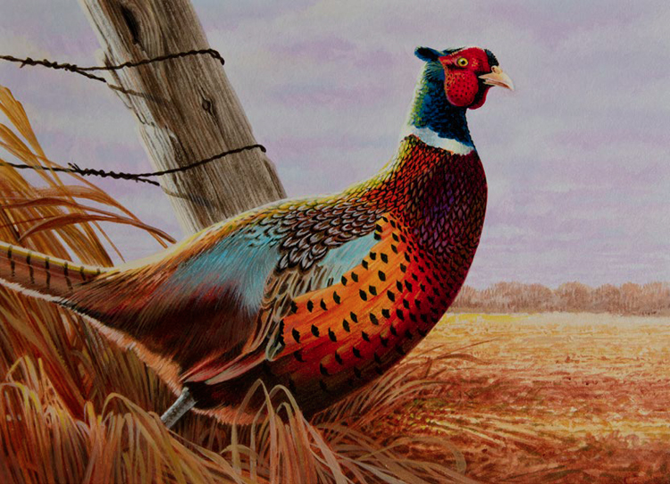 Wildlife art prints plus original paintings with a wide selection