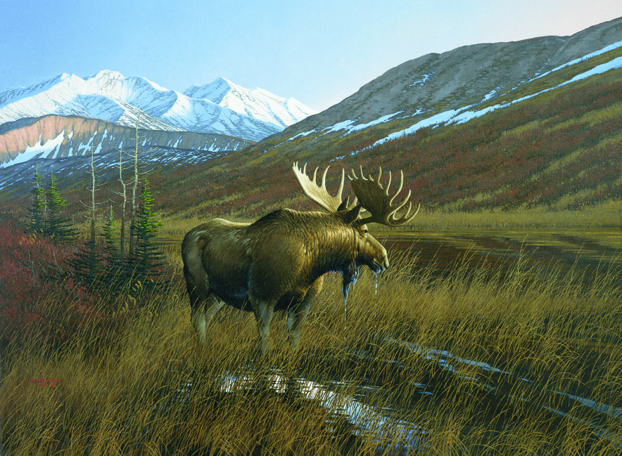 Wildlife Art Prints Plus Original Paintings With A Wide Selection From   Alaskan Classic Art Print Series Bull Moose For Sale By Wildlife Artist Michael Sieve1010115039 