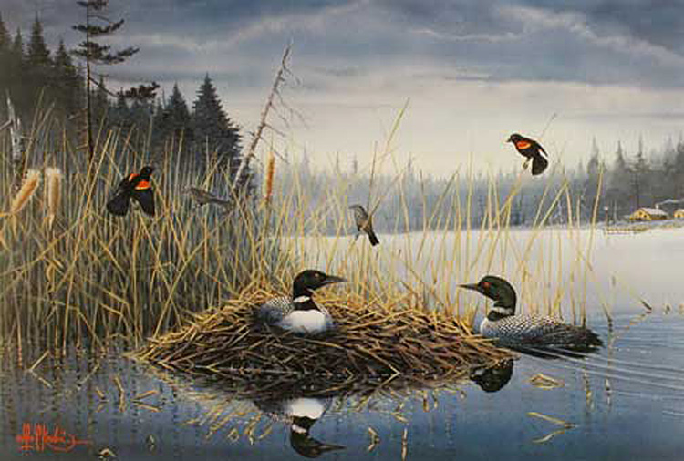 common loon painting