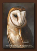 Bonnie Latham Owl Art