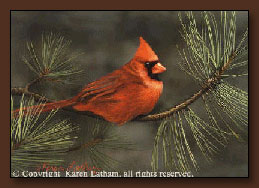 Karen Latham Cardinal Art