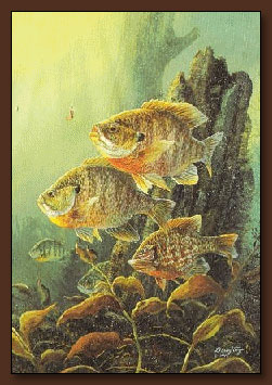 Terry Doughty Fish Theme Art Print